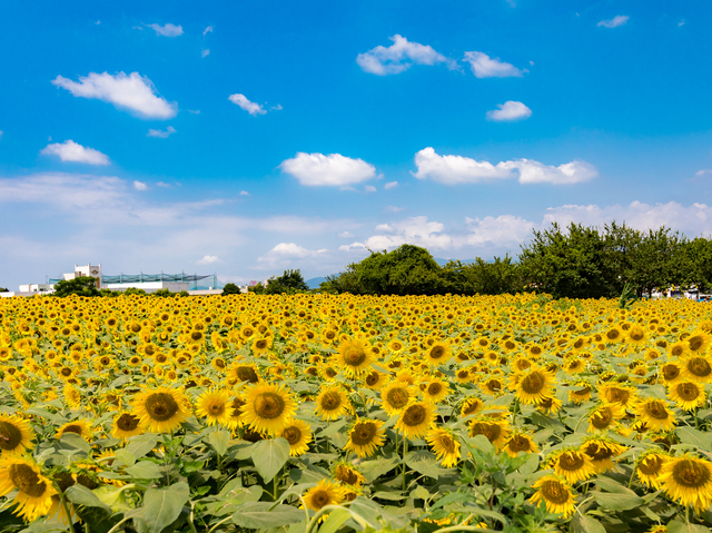 神奈川県座間市