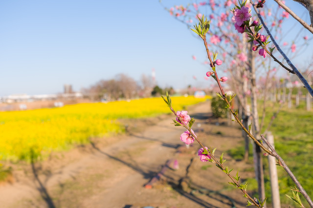 埼玉県八潮市