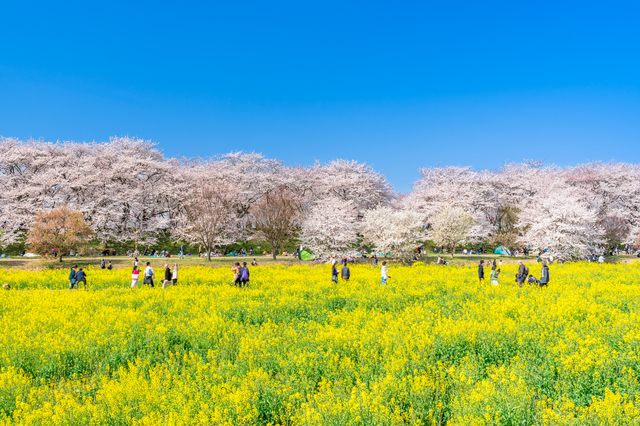 埼玉県幸手市