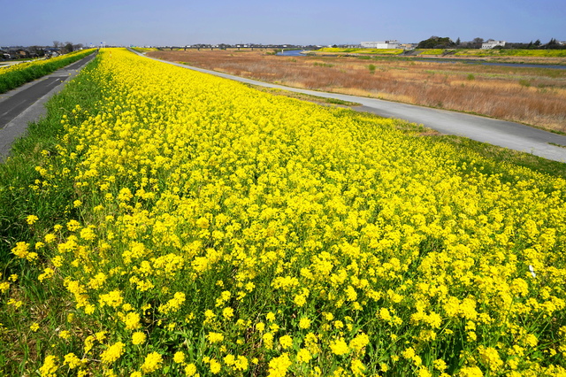 埼玉県吉川市