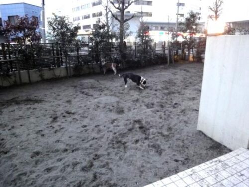 コンフォリア芝浦バウハウスドッグランイメージ